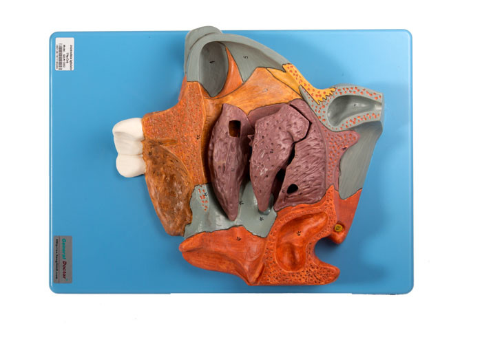 Büyütülmüş Eğitim için Medyan Sagital İnsan Anatomisi Modeli Burun Boşluğu Bölümü