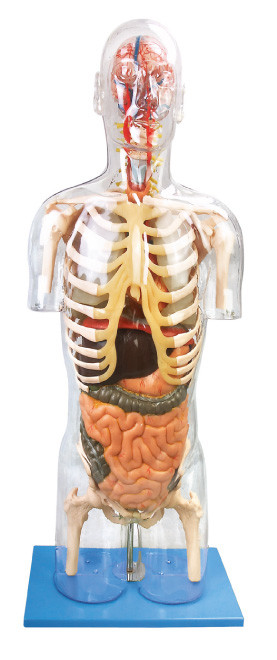 İnsan Anatomisi Modeli Şeffaf Troso Eğitim için gelişmiş PVC eğitim aracı