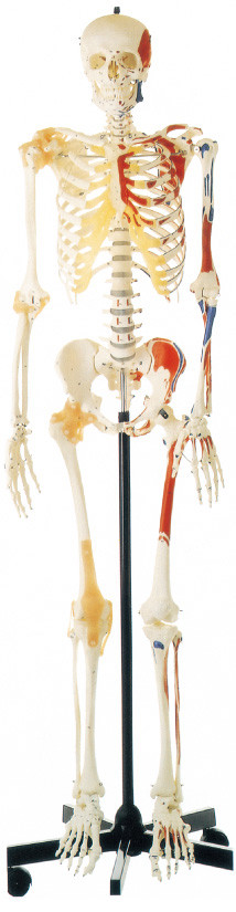 Promosyon Tek Tarafı Boyalı Kaslı İnsan İskeleti İnsan Anatomisi Modeli