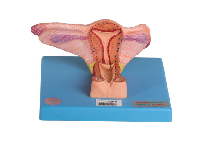 Kadın iç genital organ modeli yumurtalık ve üreterin koronal bölümünü gösteriyor