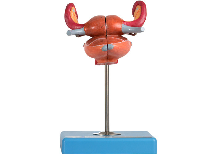 Mesane Uterus Vajinal Üreter Ve Yumurtalık ile Anatomik Rahim Modeli