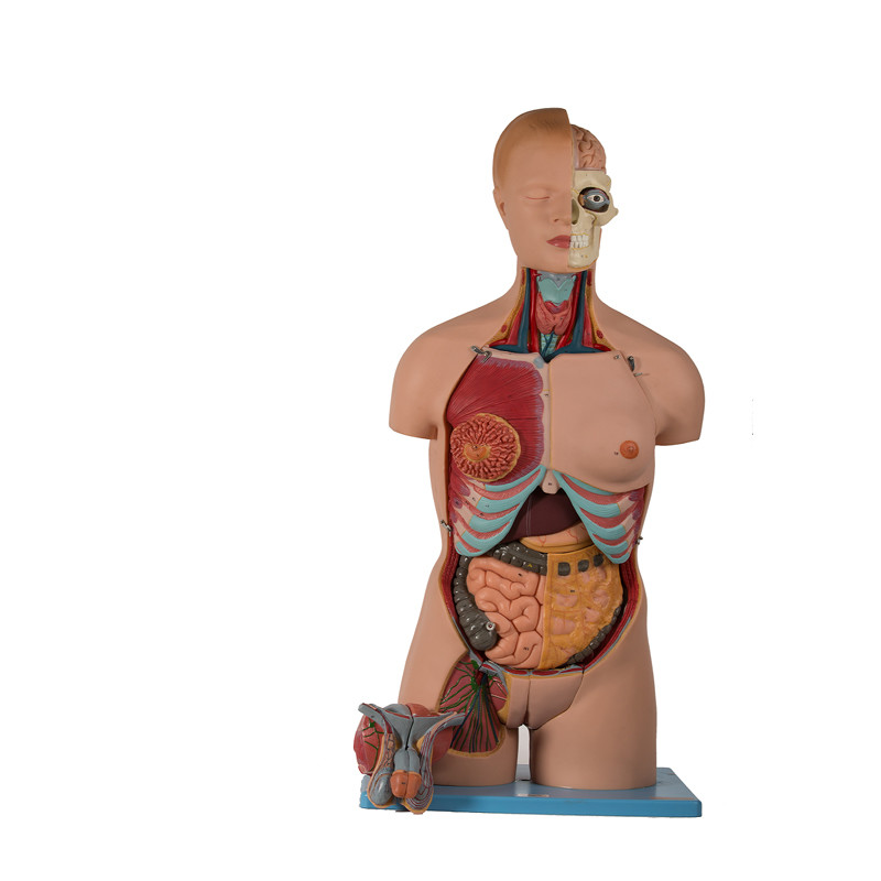 20 Parça Gövde PVC Başı Açık İnsan Anatomik Modeli