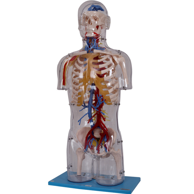 Üniversite Eğitimi PVC İnsan Anatomisi Modeli Çevre Dostu