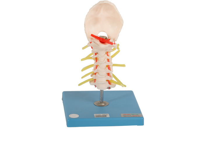 Ligamentli Vertebral Anatomik Model Ten Rengi Eğitimi