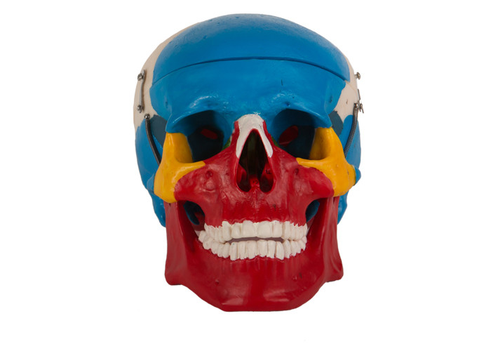 Tıp Fakültesi Eğitimi İçin Mavi Kırmızı Renk Boyalı Plastik Anatomik Kafatası