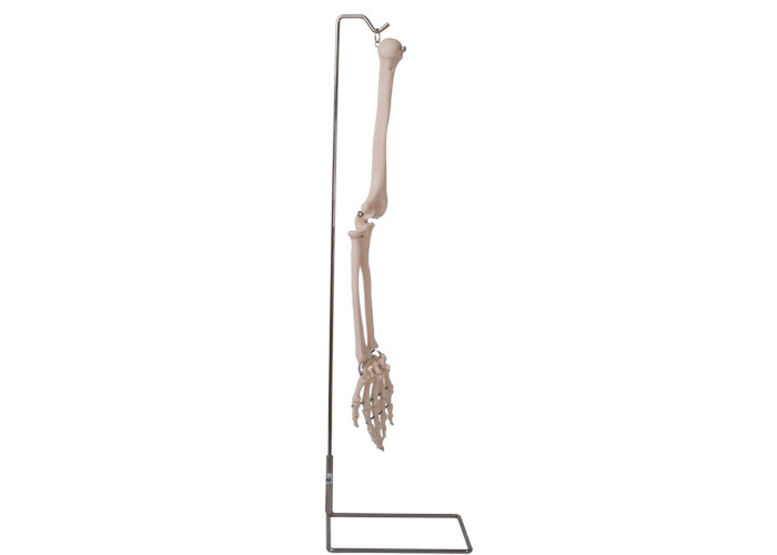 Anatomik Öğretim için ISO 9001 Anatomi İnsan Kol Kemiği Modeli 3D