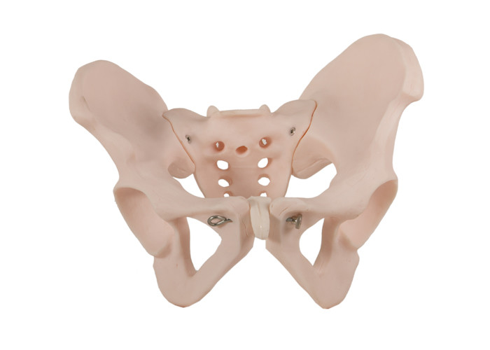 ISO 14001 PVC Malzemeli Kadın Pelvis İnsan Anatomik Modeli