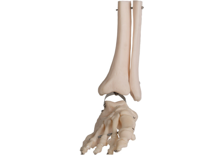 ISO PVC İnsan Anatomisi Ayak Anatomik Modeli Fibula Tel Hattı