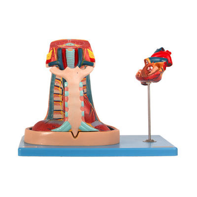 Tıp Fakültesi Eğitimi için PVC Anatomi Mediasten Modelini İçe Aktarın