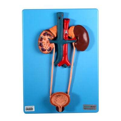 İdrar Modu, Okulların Öğrenimi İçin Böbrek ve Mesaneyi İçerir