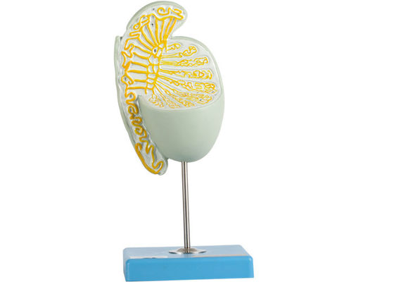 Tıp Okulları Eğitimi İçin İç Yapı Büyütülmüş Testis Modeli