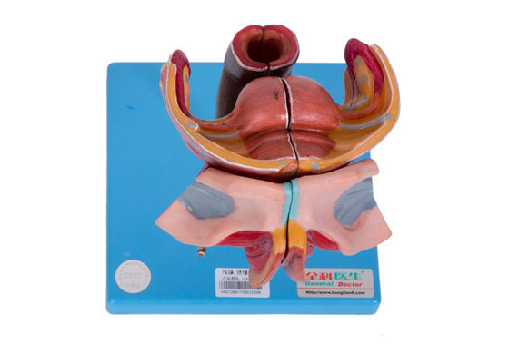 Kolej Eğitimi İçin Kadın Dış Ve İç Genital Organ Modeli